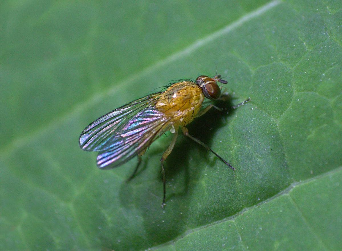 moschino giallo: Pegomya cf. geniculata (Anthomyiidae)